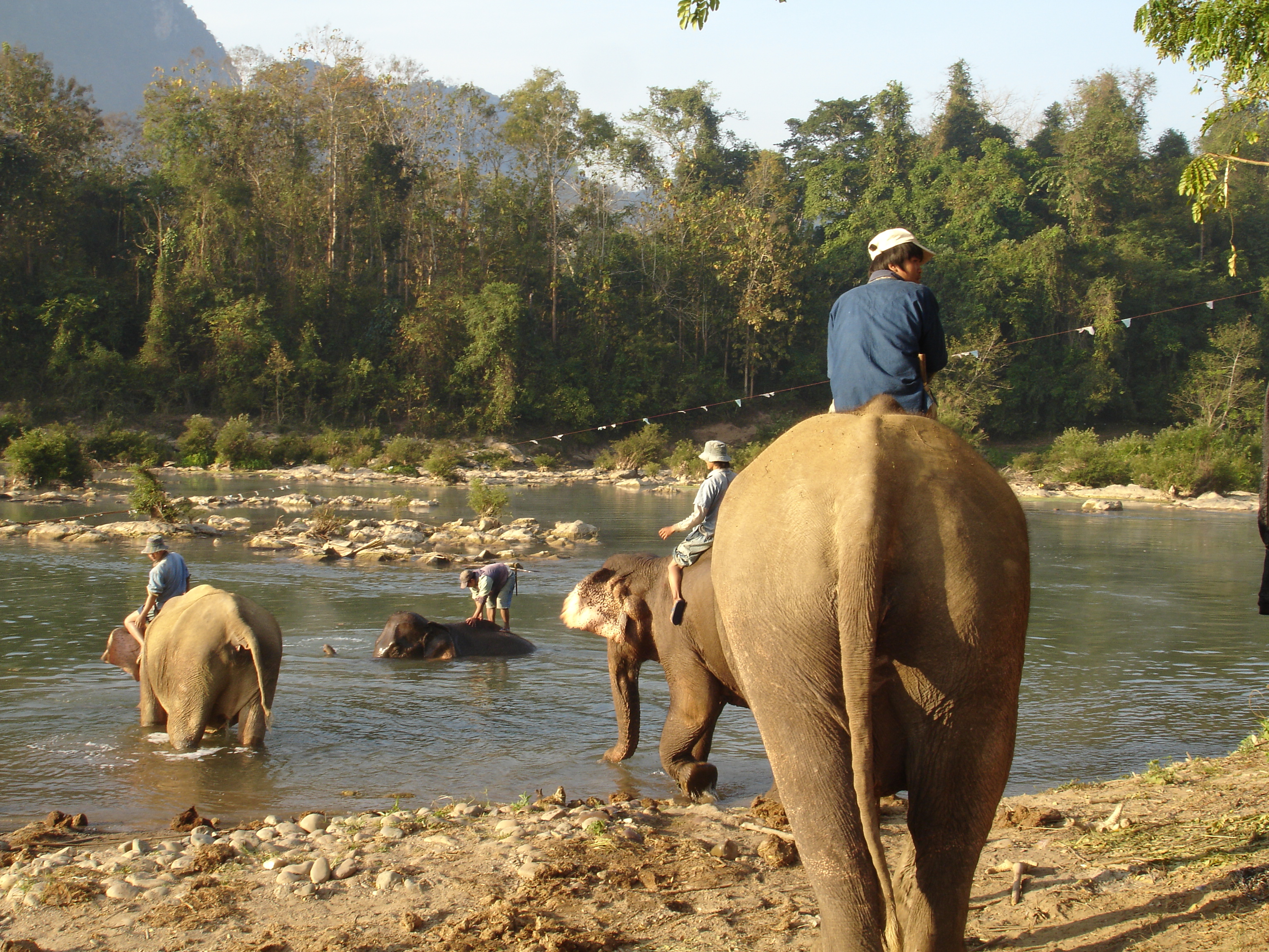 Elephant riding in Luang Prabang